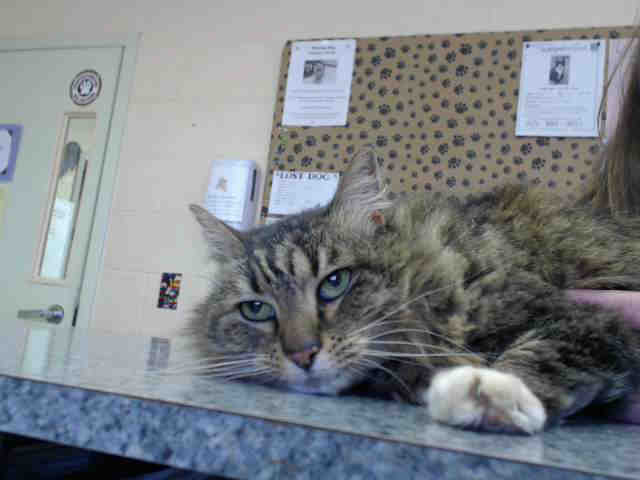 SWEET PEA (A014864)