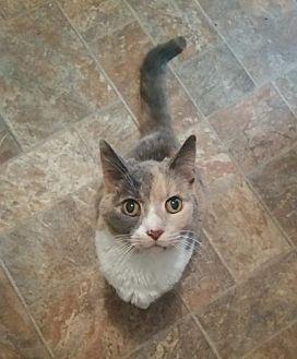 Sweet Potato (20131520)