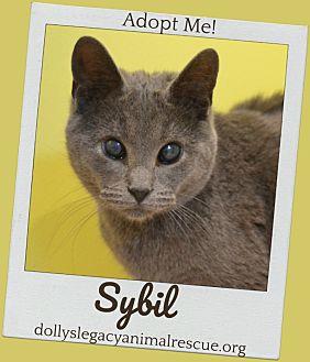 SYBIL (20964899)
