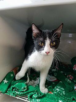 Sylvester (20375303)
