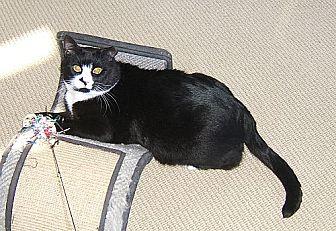 Sylvester (20517906)