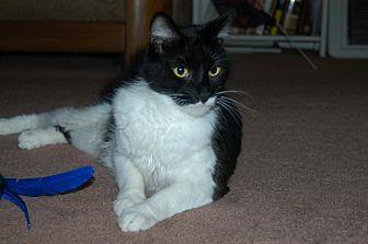 Sylvester (20828416)