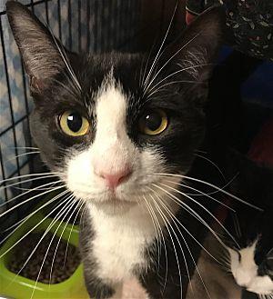 Sylvester (20926483)