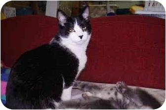 Sylvester (4946910)