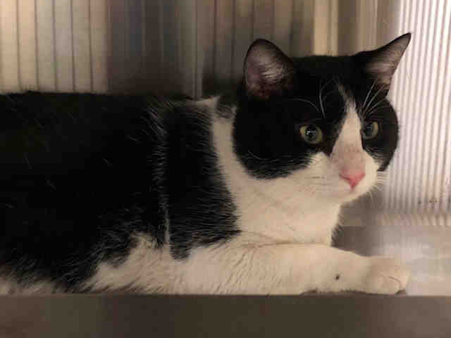 SYLVESTER (A136623)