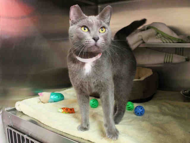 SYLVIE (A413976)
