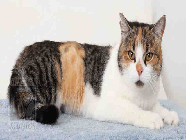 TABATHA (A047227)