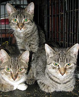 Tabbies (20751515)