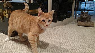 Tabby (19768066)
