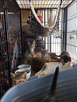 Tabby Kitten (19412785)
