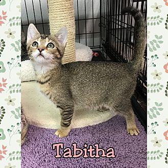Tabitha (19583487)