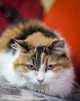 Tabitha (20834782)