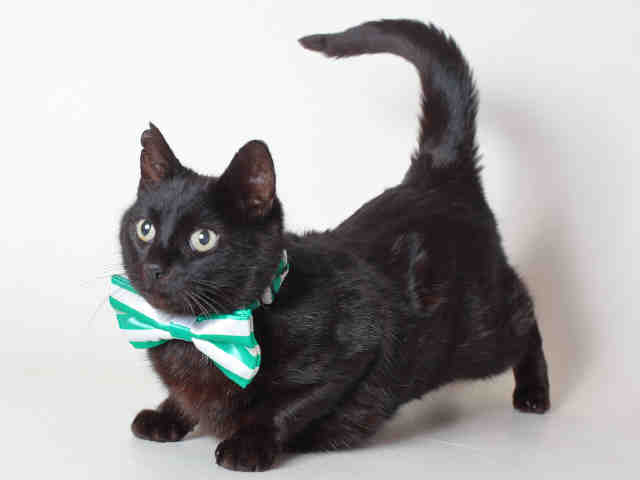 TAMAR (A120380)
