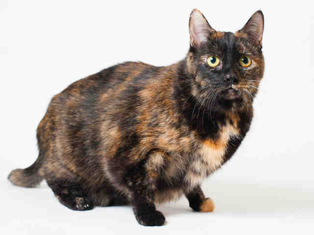 TAMMY (A413780)