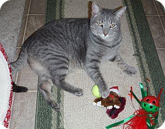 Tater (10965247)