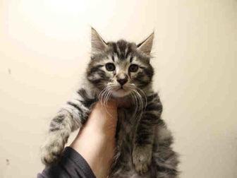 TAZ (21052579)