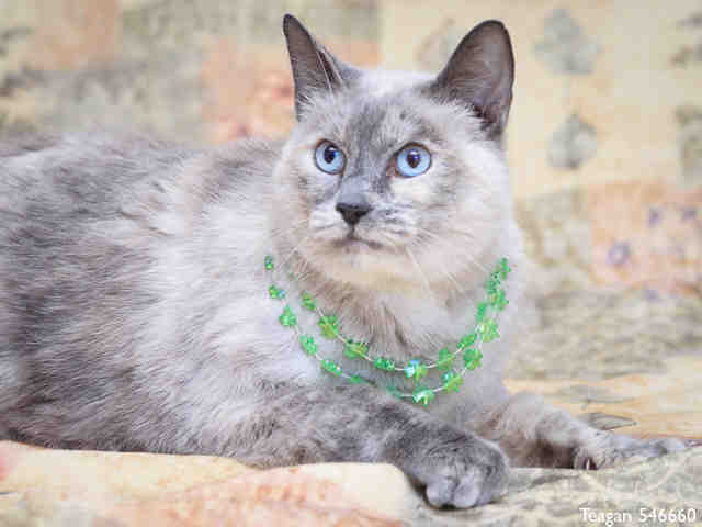 TEAGAN (A546660)