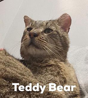 Teddy Bear (20977404)