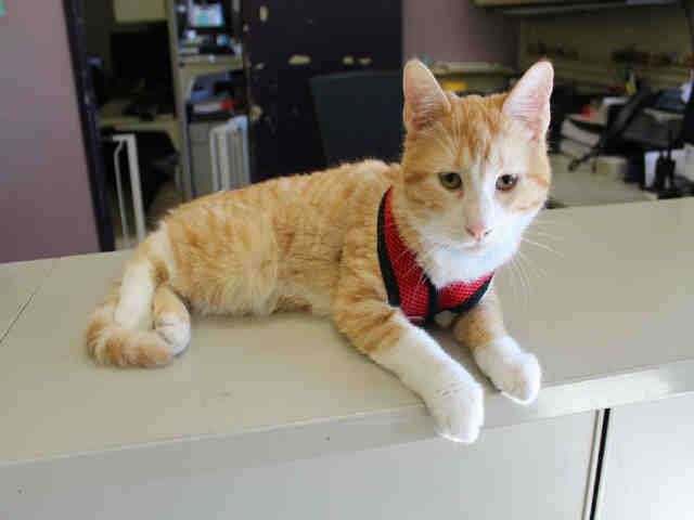 THEO (A073704)