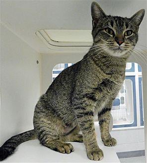 Tibby (20905350)