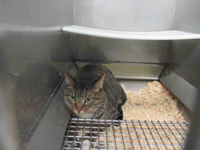 TIGER (A136970)