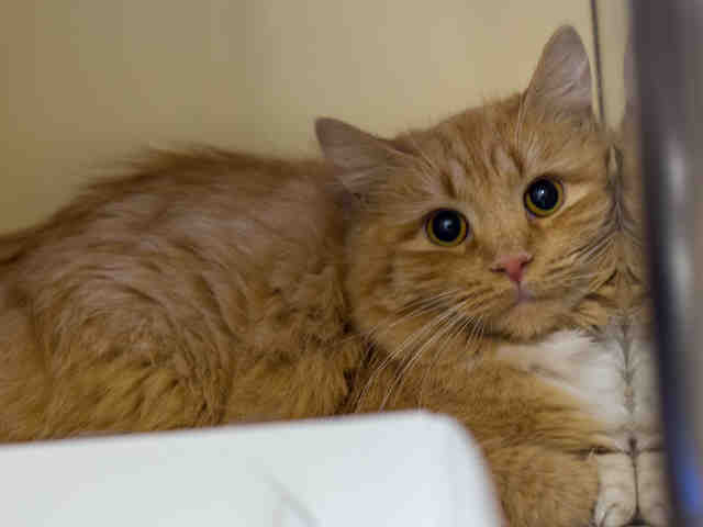 TIGER LILY (A890679)