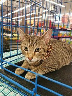 Tigger (20668079)