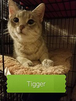 Tigger (20975043)