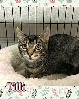 Tilli (19583485)