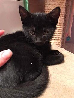 Tina – Adopt (21031900)