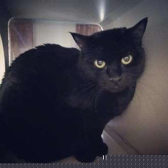 Tinkerbell (20139250)