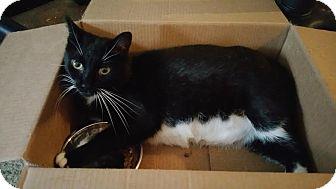 Tinxie (15859119)