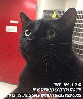 Tippy in CT (20910194)