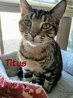 Titus (20457182)