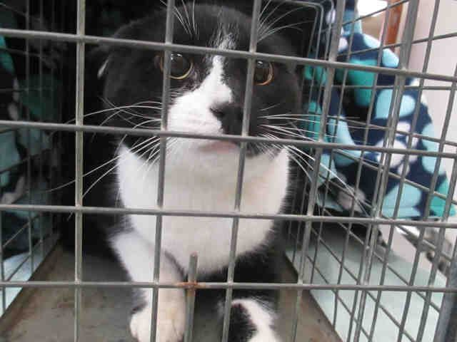 *TOM (A170517)