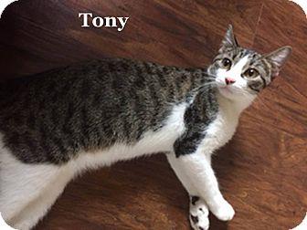 Tony (17124811)