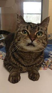 Toof 113344 (21098362)
