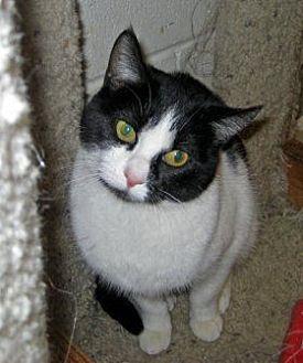 Tootsie (18433440)