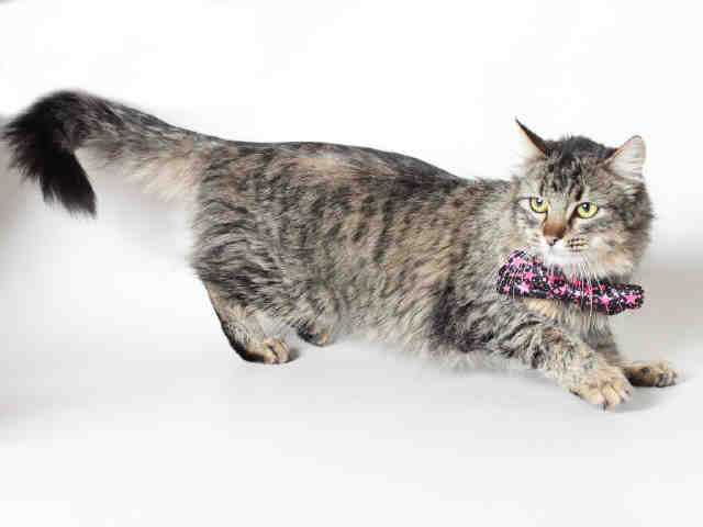 TOOTSIE (A120208)