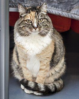 Torbie (20834749)