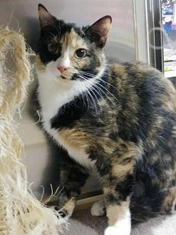 Torti (20997442)