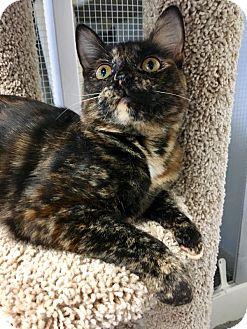 Torti-Ann (17295181)