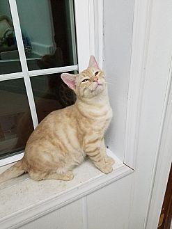 Truman Catpo (19046060)