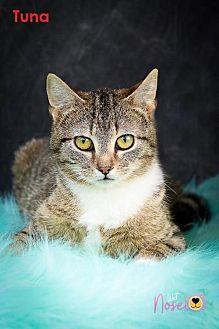 Tuna (20891077)