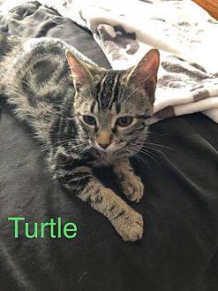 Turtle (20957654)