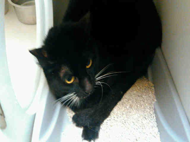 TUX (A007364)