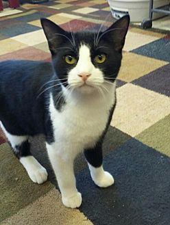 Tuxie (19907210)