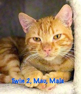 Twin 2 (Egyp (18444411)