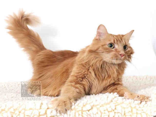 VICTORIA (A046349)