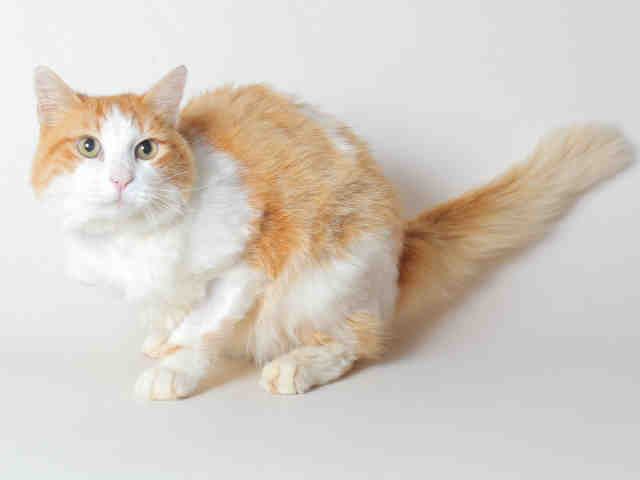 WATSON (A048601)